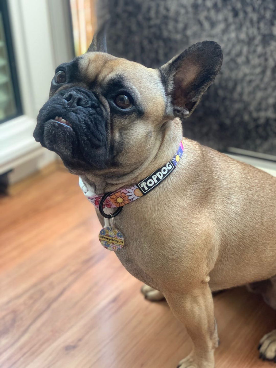 French Bulldog wearing TopDog Harnesses Pretty in Pink Dog Collar sitting on a wooden floor.