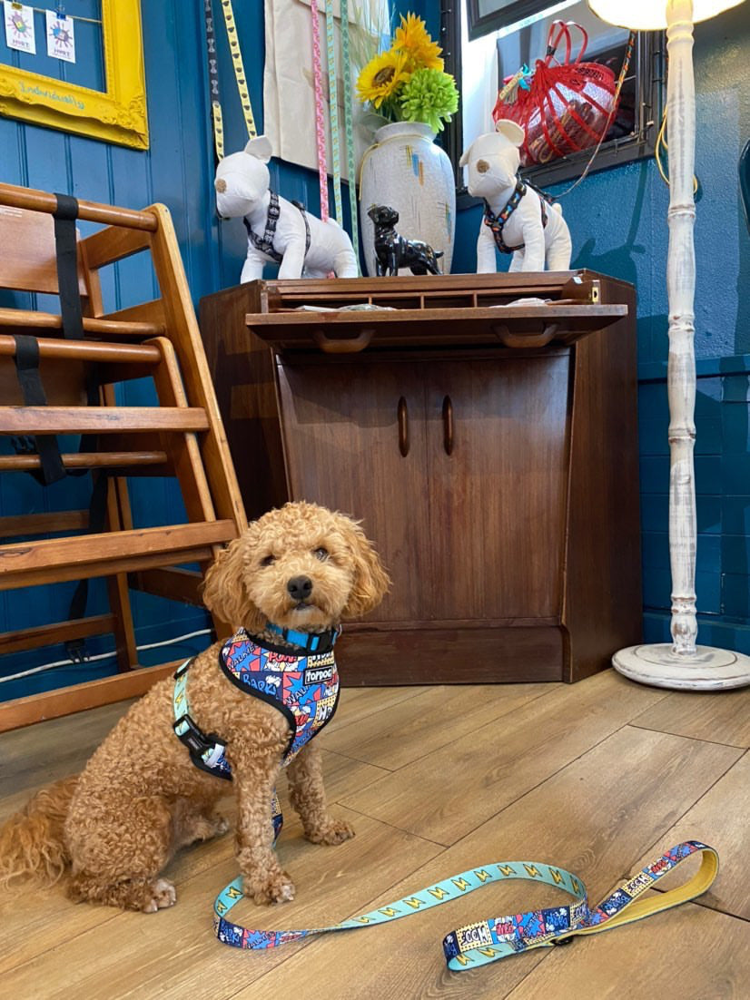 Toy Poodle wearing a TopDog Harnesses Little Hero Matching lead and harness sitting on a wooden floor in a blue room with various furniture and ornaments