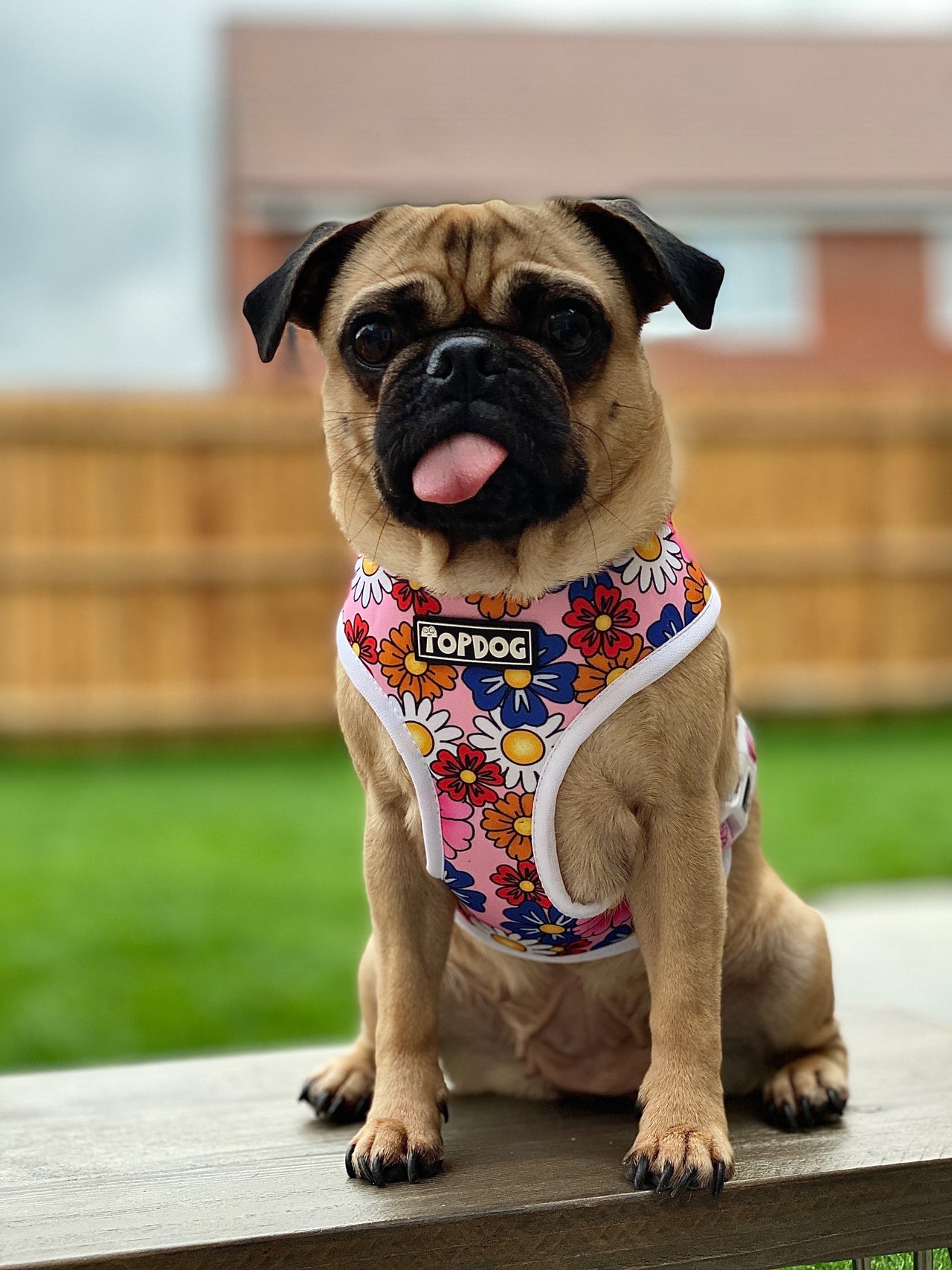 Pug wearing TopDog Harnesses Pretty in Pink reversible dog harness, sitting on a bench in the garden