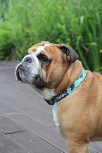 Thumbnail for Bulldog wearing a TopDog Harnesses BeLeaf in Yourself Dog Collar standing on a decked area in front of some green plants