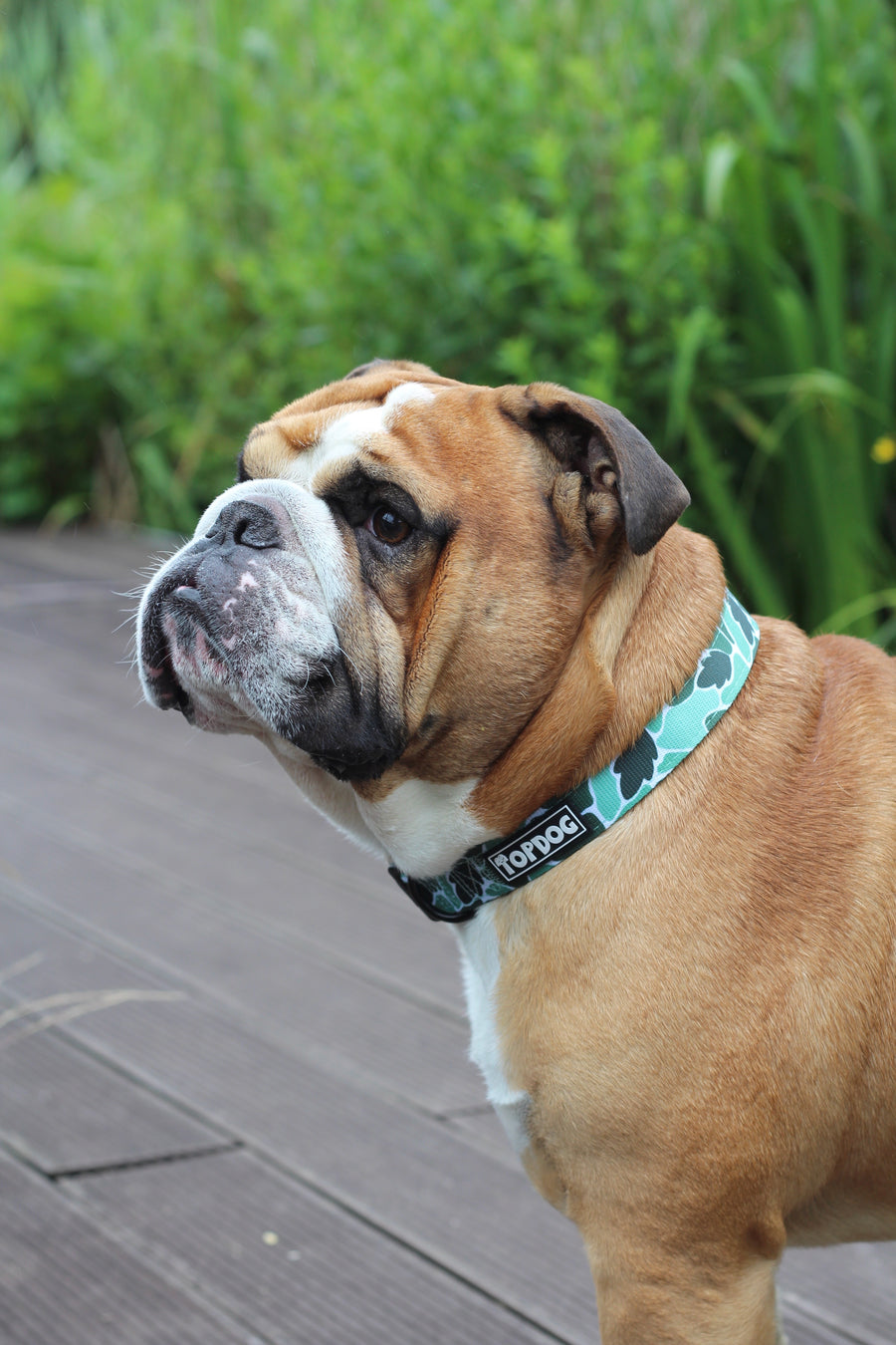 Bulldog wearing a TopDog Harnesses BeLeaf in Yourself Dog Collar standing on a decked area in front of some green plants