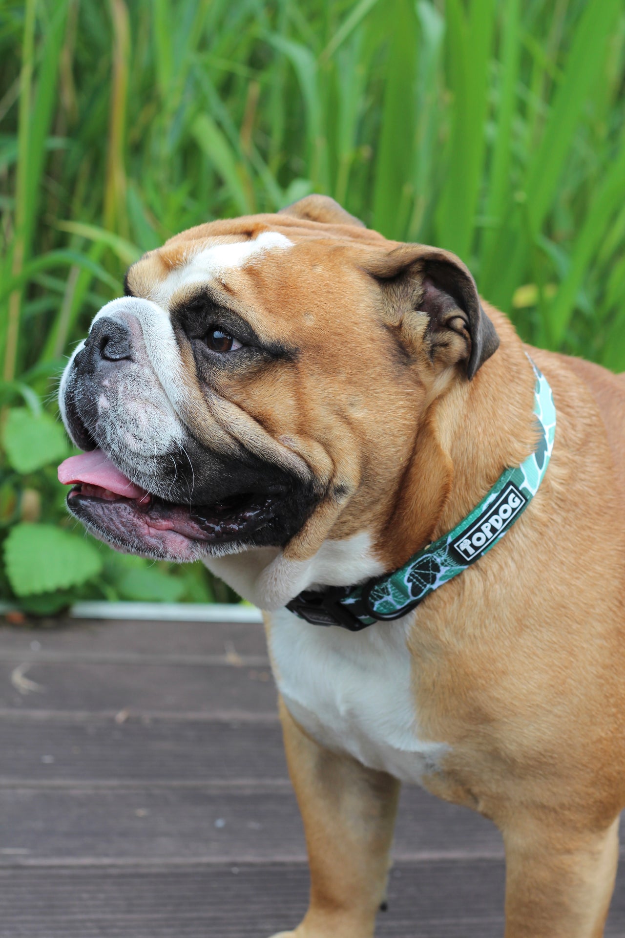 Bulldog wearing a TopDog Harnesses BeLeaf in Yourself Dog Collar standing on a decked area in front of some green plants