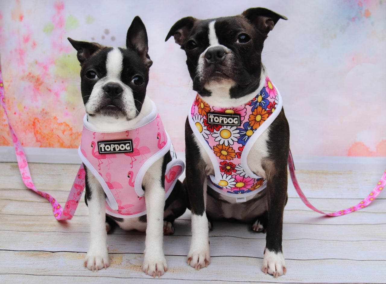Boston Terrier and Boston Terrier X both wearing TopDog Harnesses Pretty in Pink Reversible dog harness, sitting together on a wooden floor