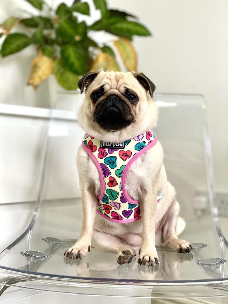 Pug wearing TopDog Harnesses Love Bug Reversible dog harness sitting on a clear perspex chair