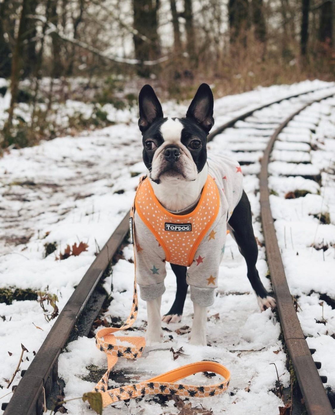 Boston terrier wearing a TopDog Harnesses Bee Kind reversible dog harness standing on a disused train track in the snow