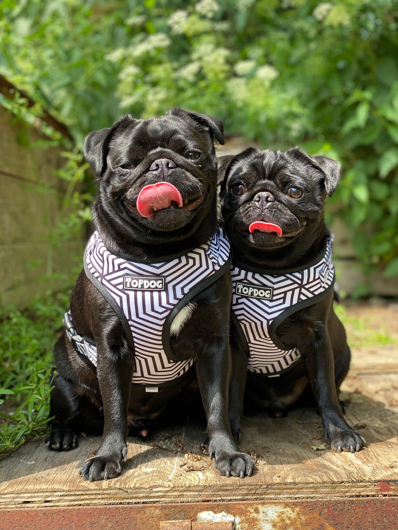 Two black pugs wearing TopDog Harnesses It's Just an Illusion adjustable dog harness, both dogs have their tongues out.