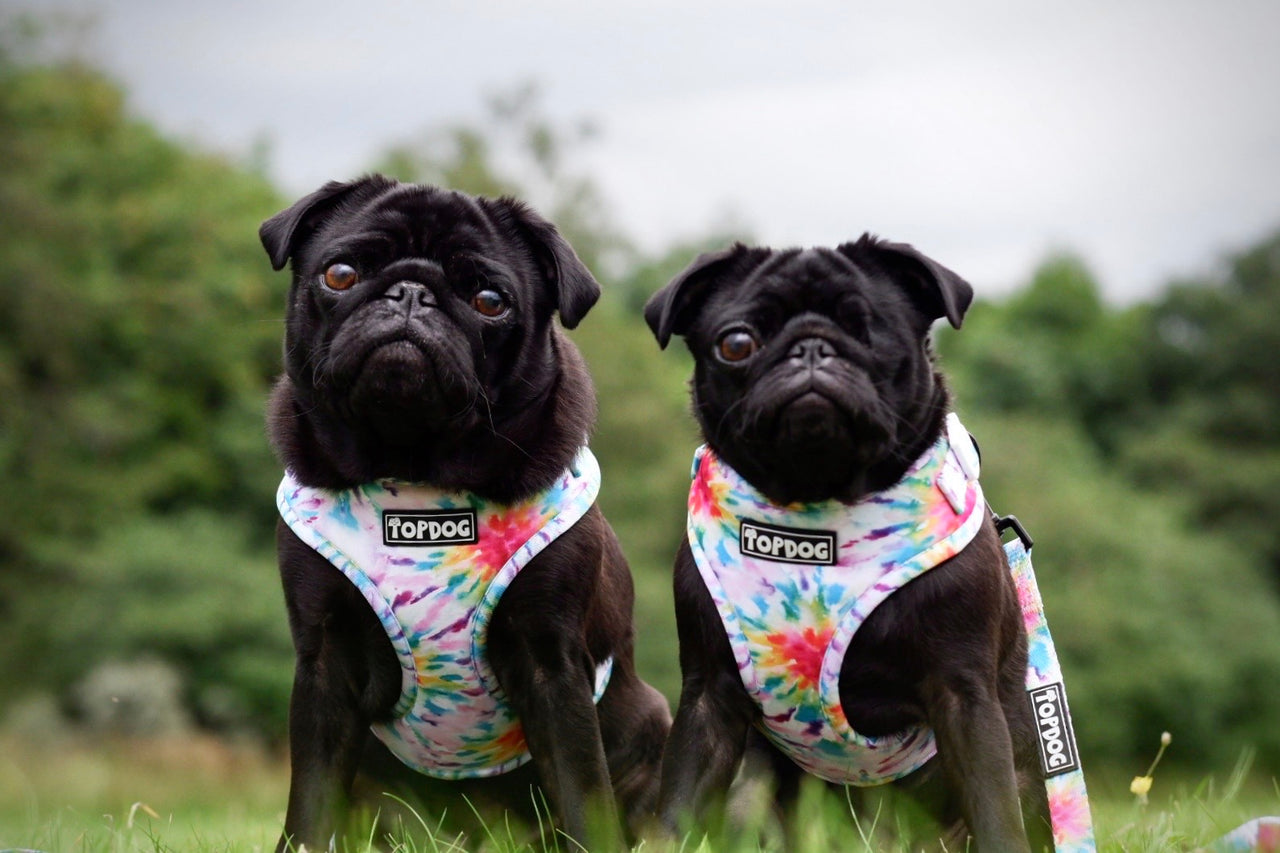 Two black pugs both wearing TopDog Harnesses To Dye For Adjustable dog harness, sitting in a meadow