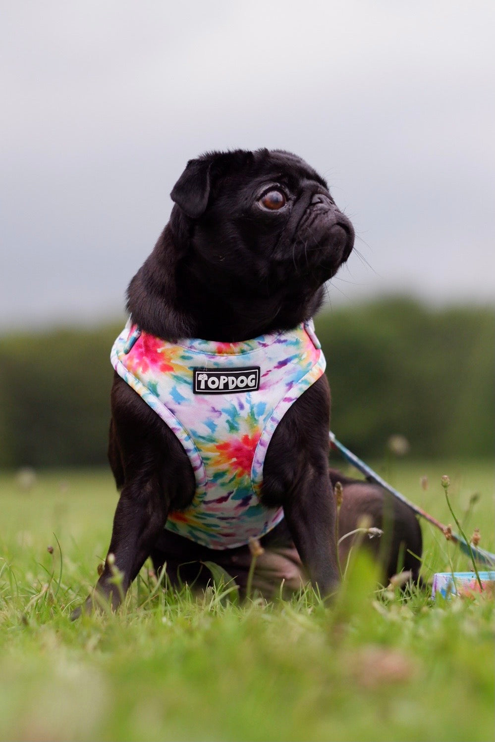 Black pug wearing TopDog Harnesses To Dye For Adjustable dog harness, sitting in a meadow looking away
