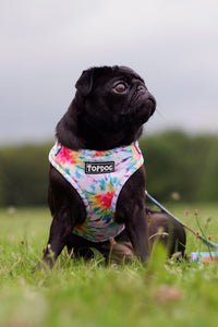 Thumbnail for Black pug wearing TopDog Harnesses To Dye For Adjustable dog harness, sitting in a meadow looking away