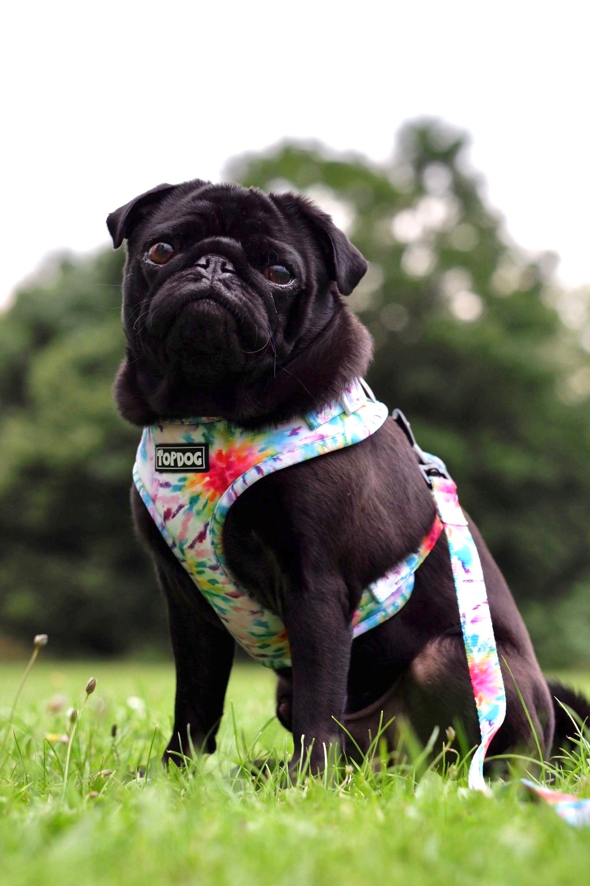 Black pug wearing TopDog Harnesses To Dye For Adjustable dog harness, sitting in a meadow looking at the camera