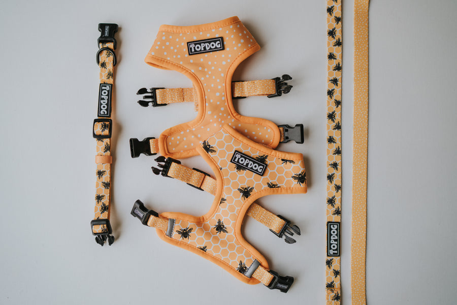 TopDog Bee Kind Reversible dog harness, showing both sides. Plus, the leads are also reversible, with dots on one side and bees on the other.