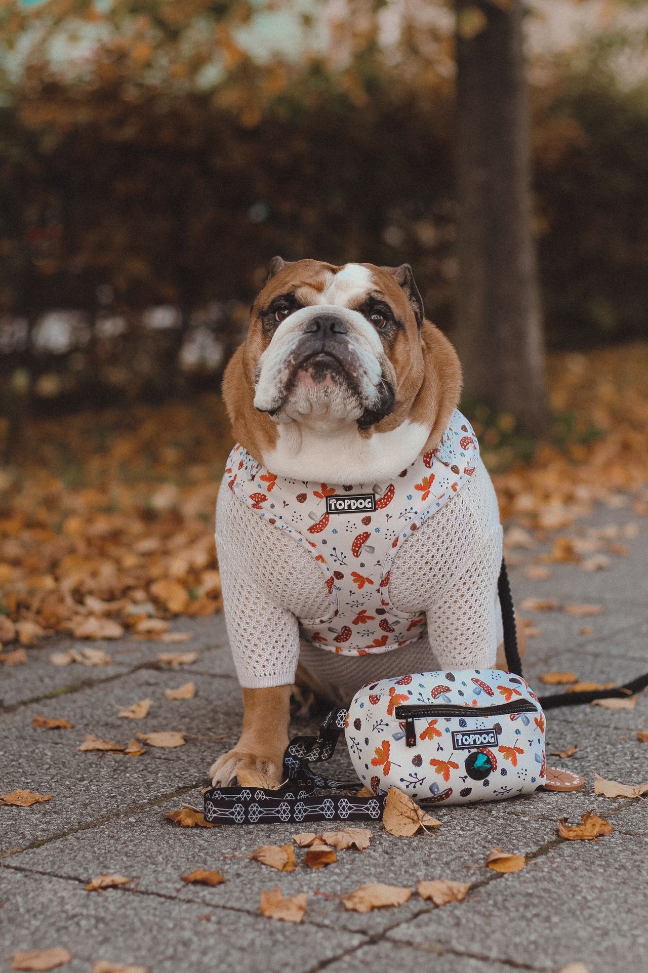 Bulldog with TopDog Harnesses Matching Essential Dog walking bag sitting on a path with autumn leaves