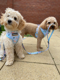 Thumbnail for Toy poodle and Cavapoo both wearing TopDog Harnesses Shore Thing Reversible dog harness and matching lead, the cavapoo is sitting in front of the poodle on a patio