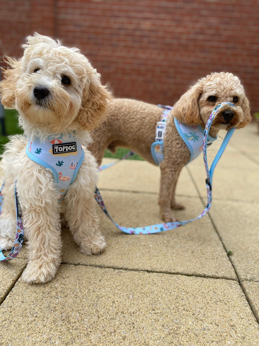 Best harness clearance for cavapoo puppy