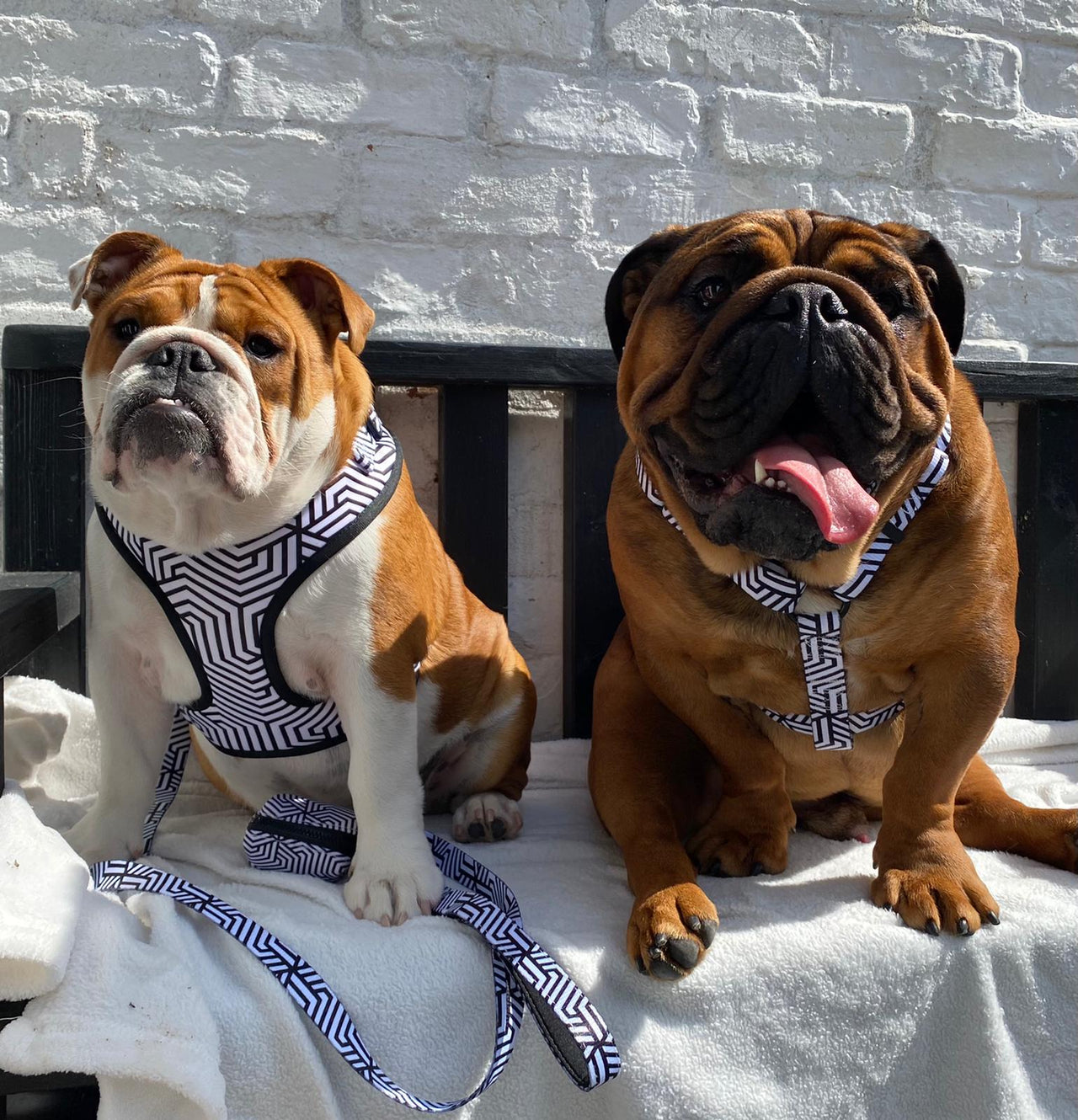 Two Bulldogs wearing TopDog Harnesses Its Just an Illusion Adjustable Dog Harness sitting on a bench