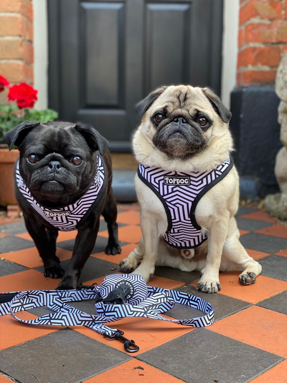 Two pugs both wearing TopDog Harnesses It's Just an Illusion Adjustable dog harness sitting on a path near a house with a grey door.
