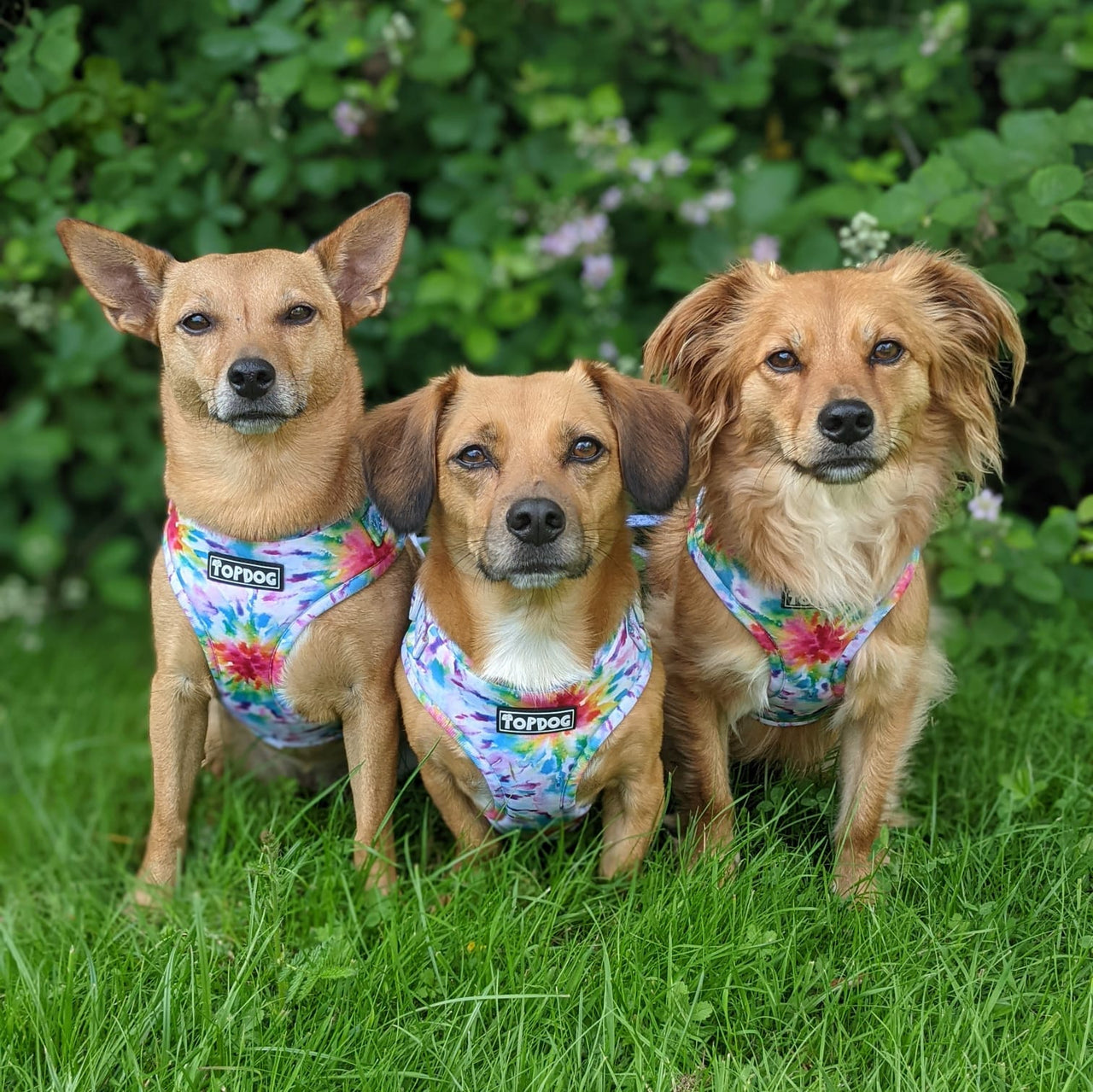 Three mixed breed tan coloured dogs wearing TopDog Harnesses To Dye For Adjustable dog harness, all sitting together on the grass staring directly at the camera