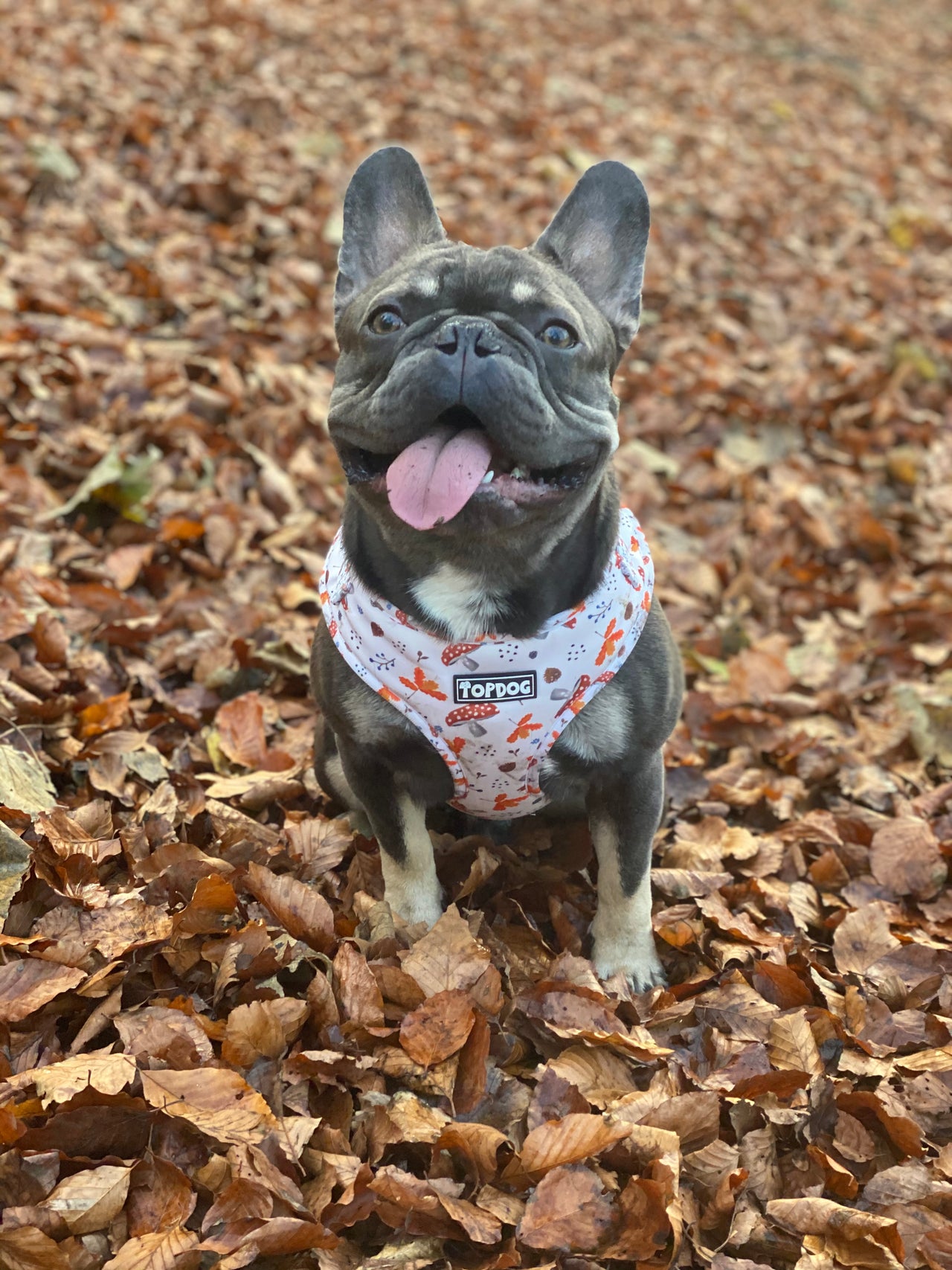 French bulldog wearing TopDog Harnesses Woodland Treasures Adjustable dog harness, sitting on Autumnal leaves