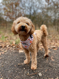 Thumbnail for Toy poodle wearing TopDog Harnesses Woodland Treasures Adjustable dog harness, standing on a path