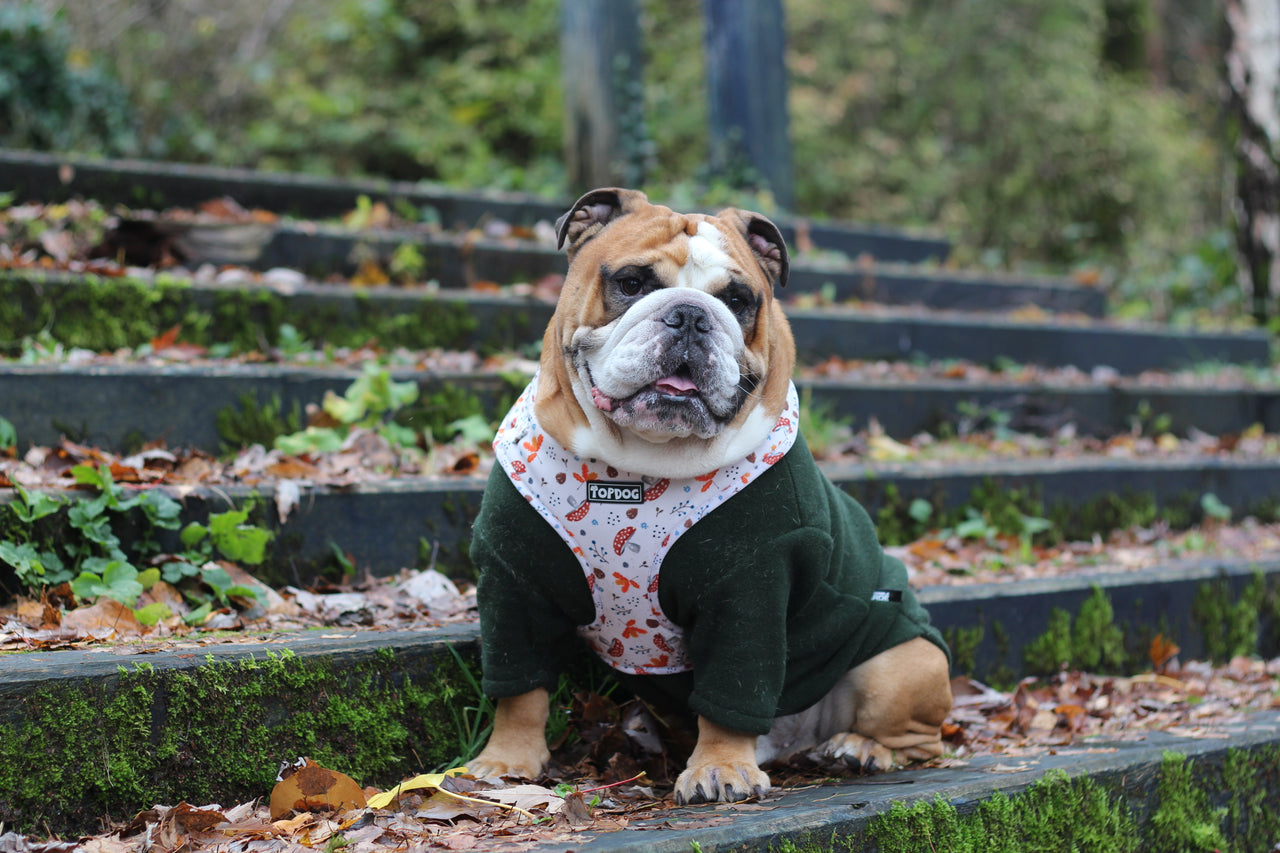 Bulldog wearing TopDog Harnesses Woodland Treasures Adjustable dog harness, sitting on steps covered in Autumn leaves