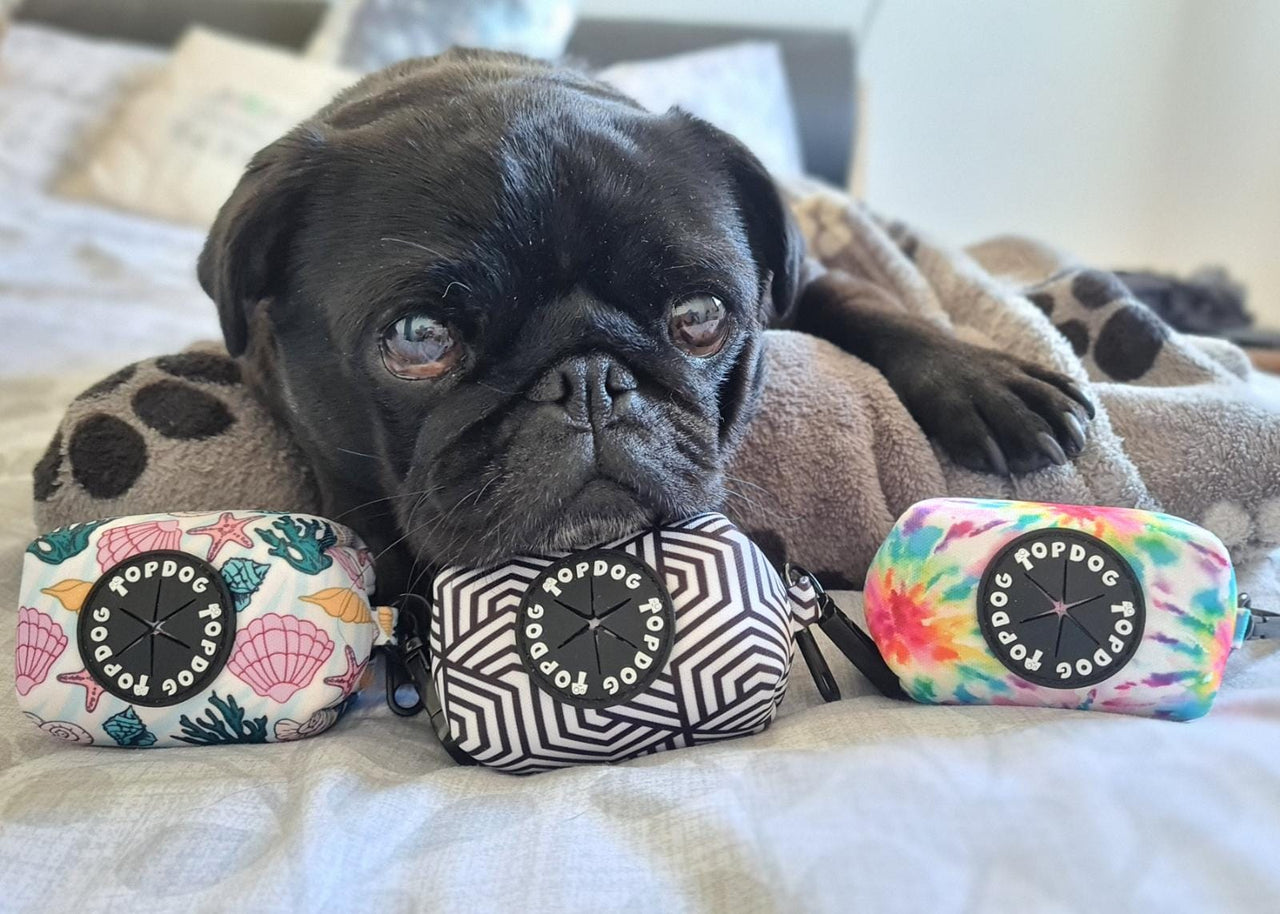 Pug with TopDog Harnesses To Dye For Poo Bag Holder laying on a blanket
