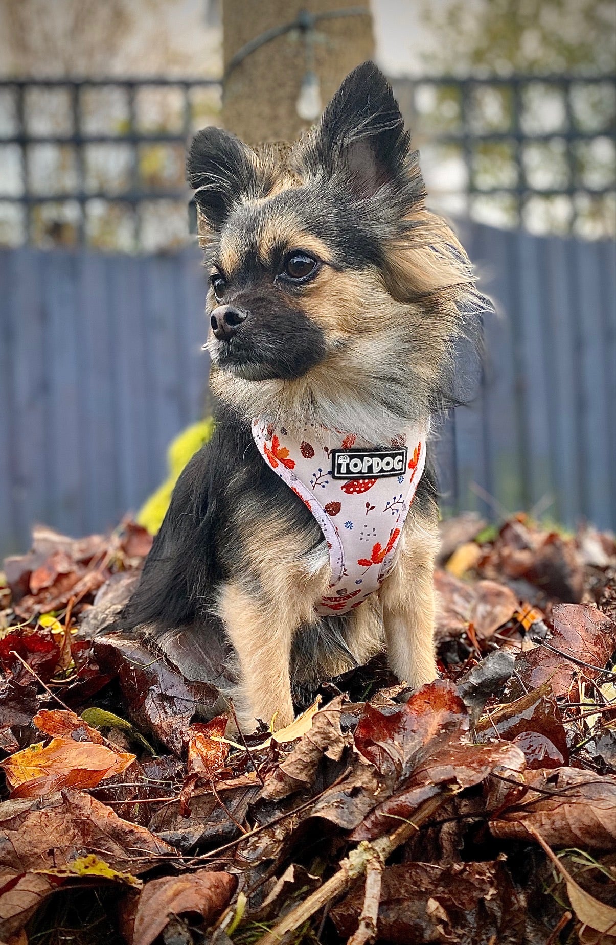 Chihuahua wearing TopDog Harnesses Woodland Treasures Adjustable dog harness, sitting on autumnal leaves