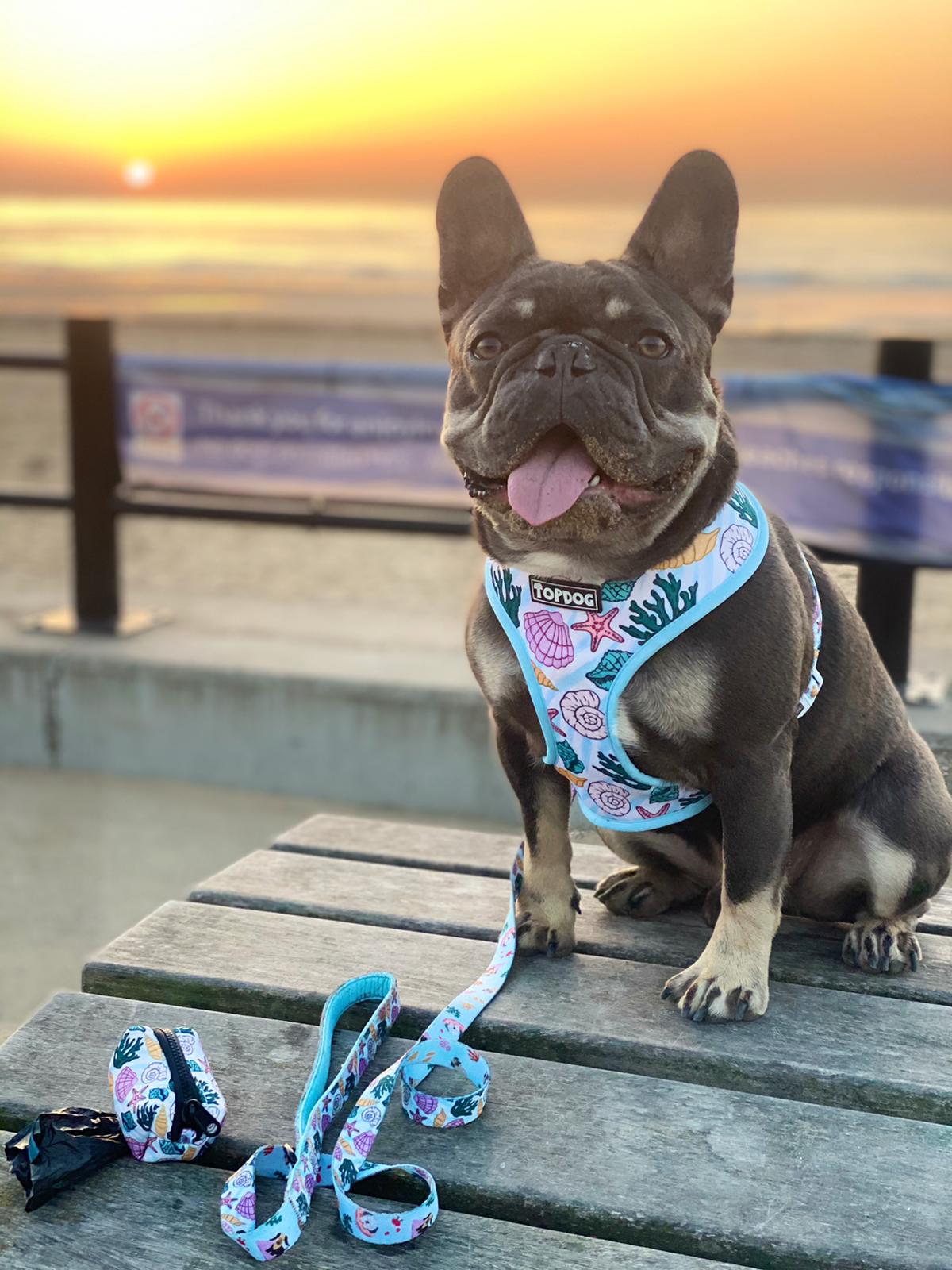 French Bulldog wearing TopDog Harnesses Shore Thing Matching lead and Reversible dog harness, sitting on a bench near the sea with the sunset