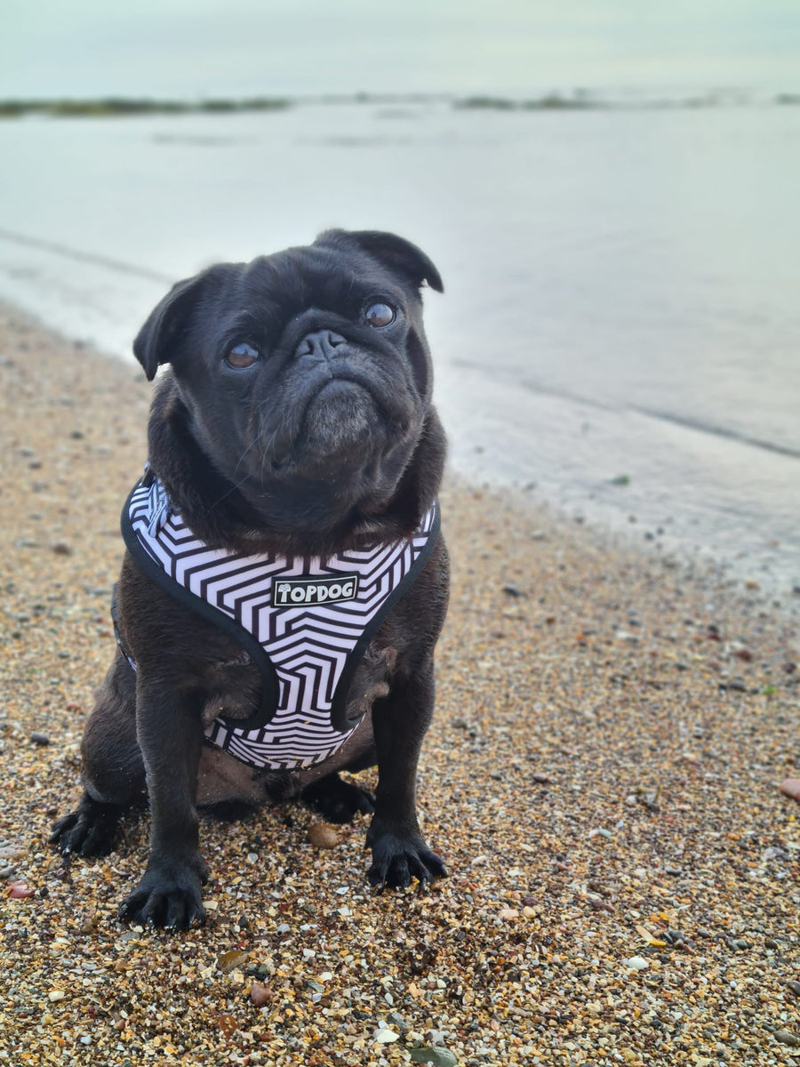 Black Pug wearing a TopDog Harnesses It's Just an Illusion Adjustable dog harness sitting on a stony beach.