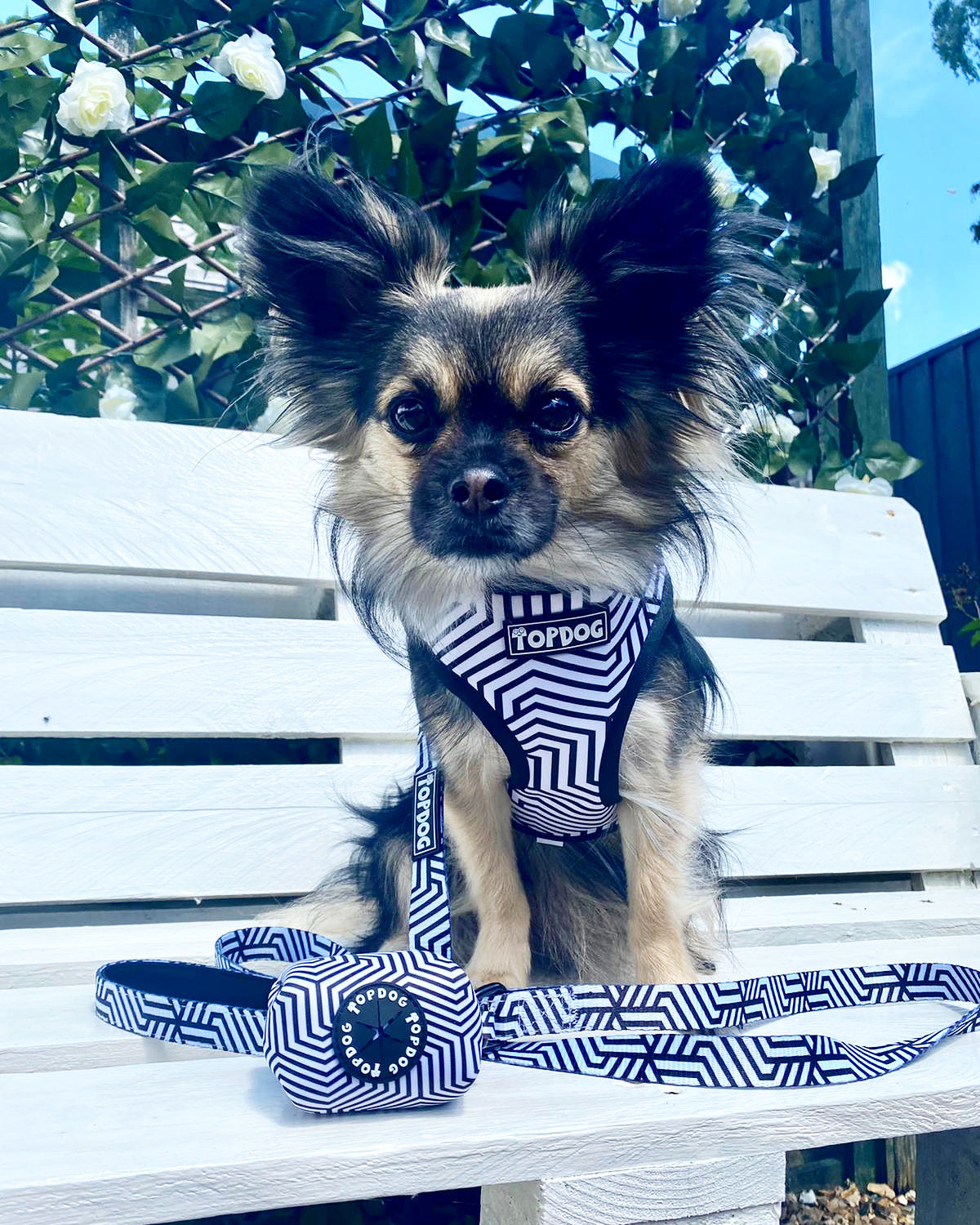 Chihuahua wearing a TopDog Harnesses It's Just an Illusion Matching lead and harness sitting on a white bench