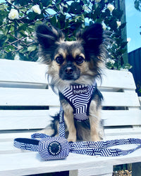 Thumbnail for Chihuahua wearing a TopDog Harnesses It's Just an Illusion Matching lead and harness sitting on a white bench