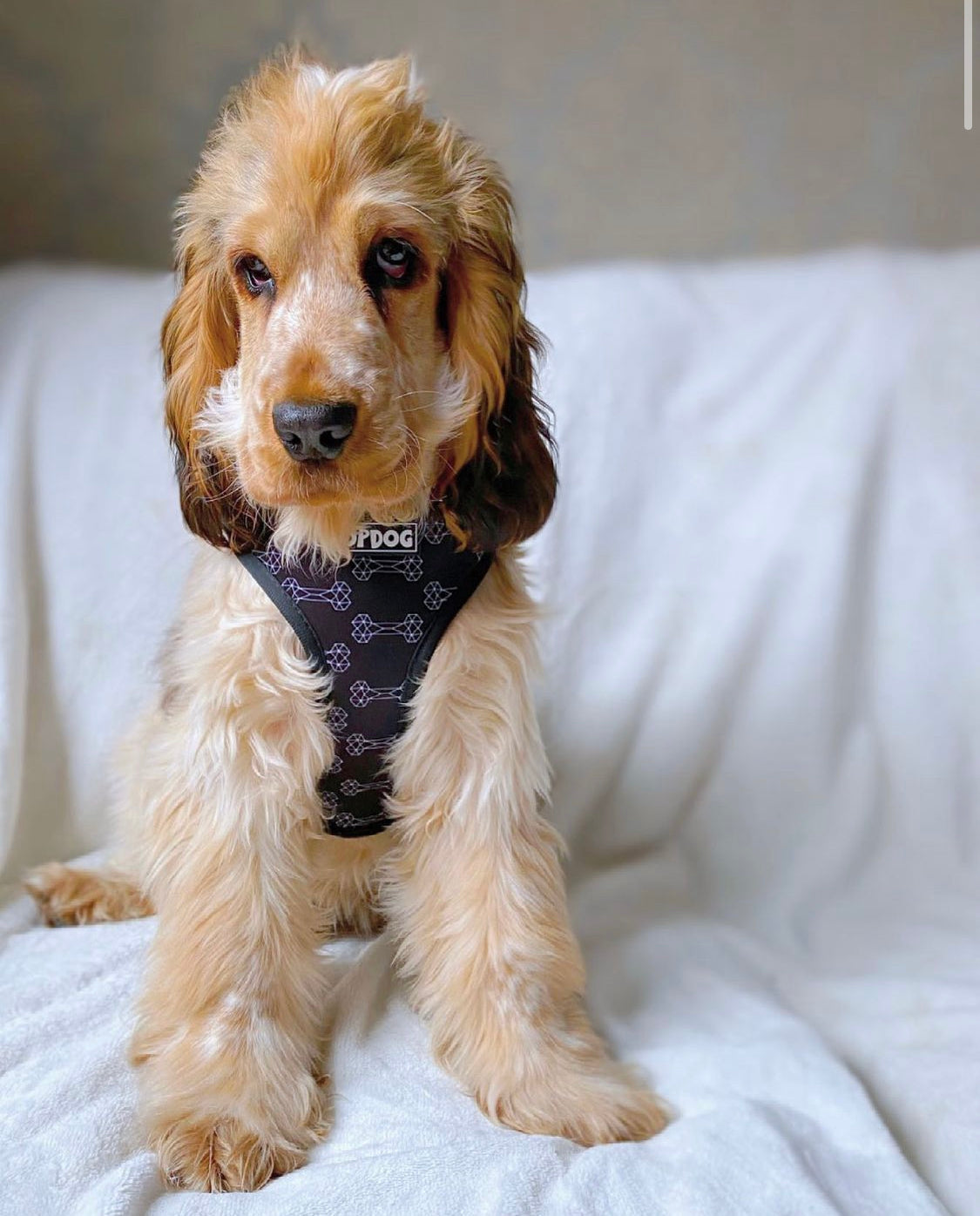 Cocker spaniel harness best sale