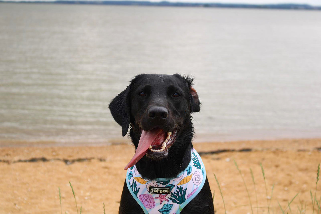 Black labrador wearing TopDog Harnesses Shore Thing reversible dog harness sitting on the beach