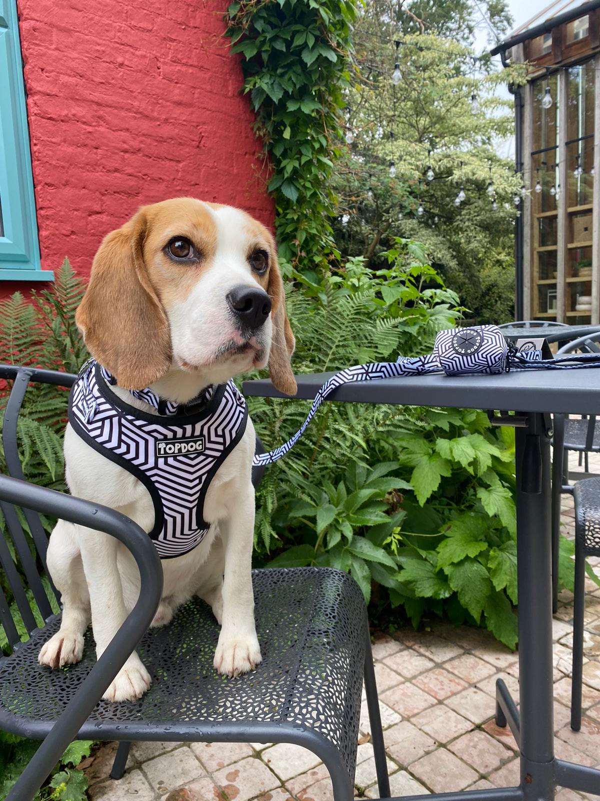 Beagle  wearing a TopDog Harnesses It's Just an Illusion Adjustable dog harness sitting on a metal garden chair