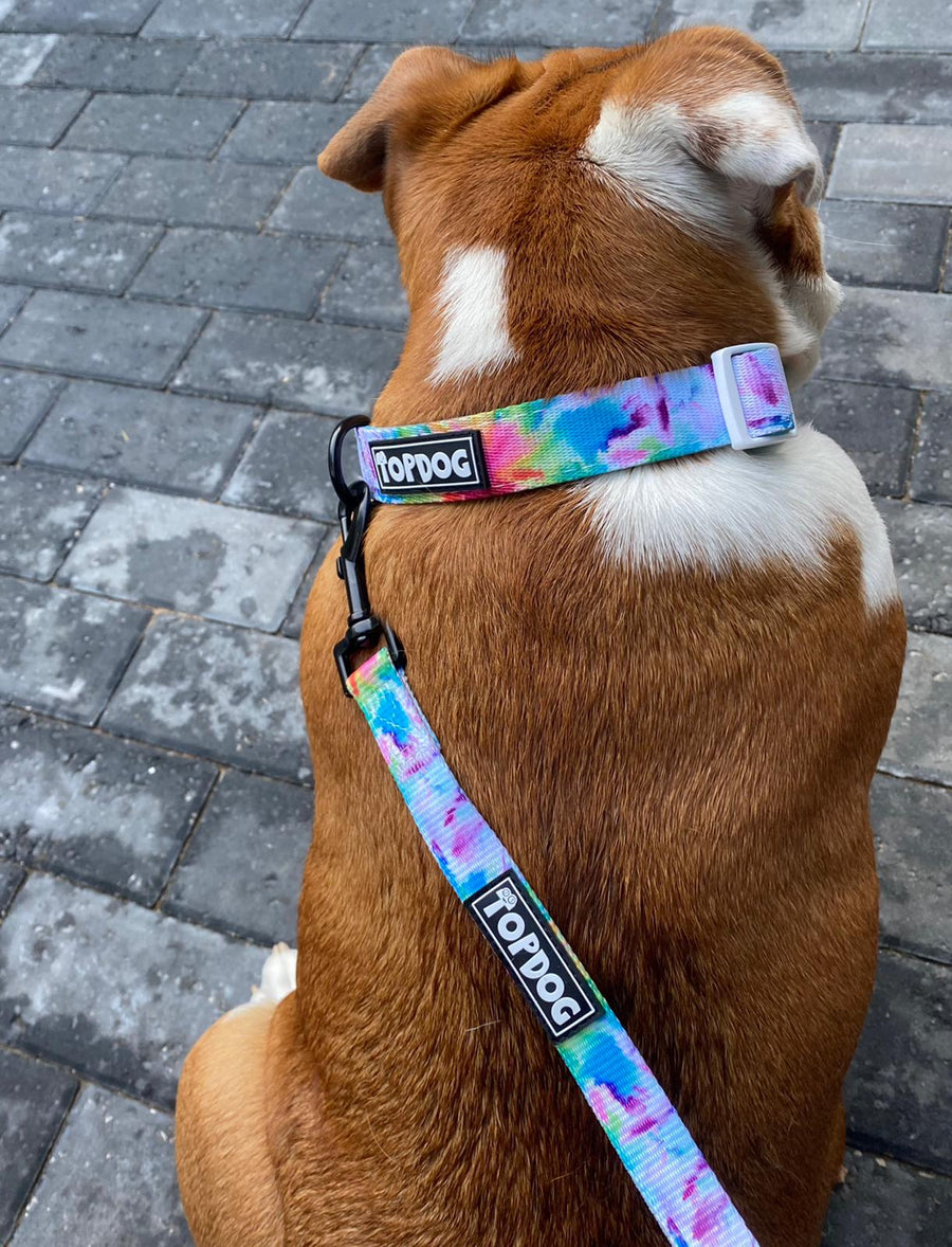 Bulldog wearing TopDog Harnesses To Dye For Dog Collar and matching lead, sitting with its back to the camera