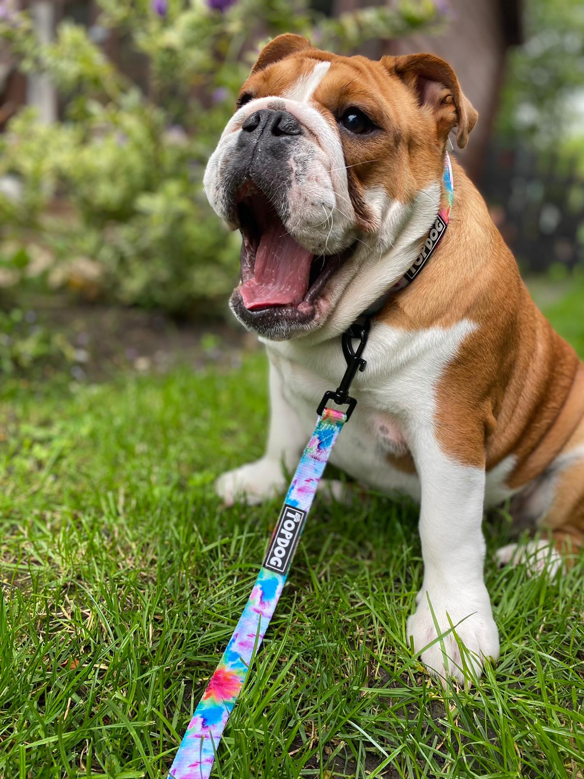 Bulldog wearing TopDog Harnesses To Dye For Dog Collar and matching lead, sitting on the grass yawning
