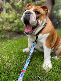 Thumbnail for Bulldog wearing TopDog Harnesses To Dye For Dog Collar and matching lead, sitting on the grass yawning