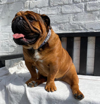Thumbnail for Bulldog wearing a TopDog Harnesses It's Just an Illusion dog collar sitting on a bench
